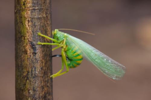 Tettigoniinae