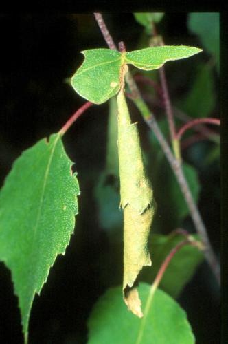 Deporaus betulae