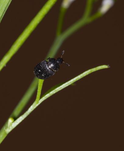Attagenus pellio