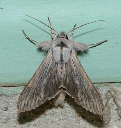 Cucullia sp.