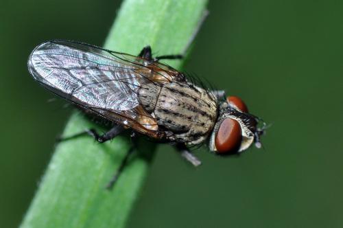 Leucophora sp.
