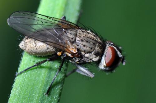 Leucophora sp.