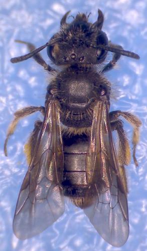 Réf. 99 874 : Andrena minutula