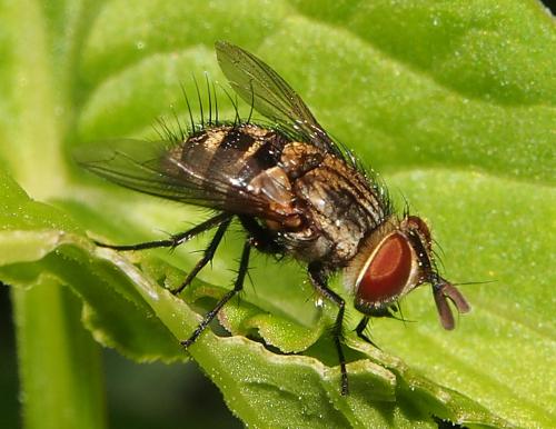 Réf. 99 901 : Nemorilla sp.