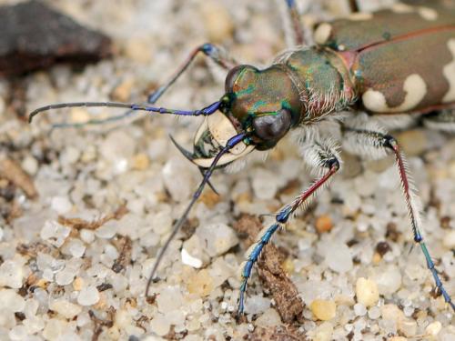 Réf. 99 128 : Cicindela hybrida