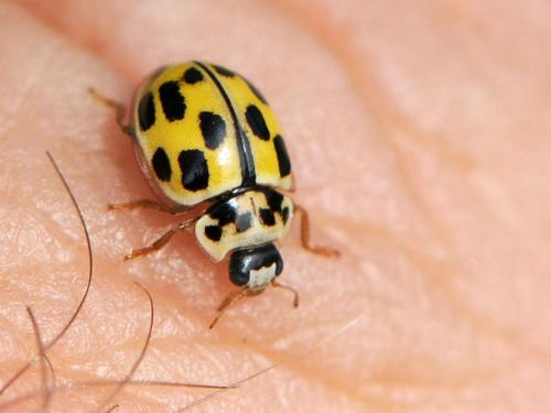 Propylea quatuordecimpunctata