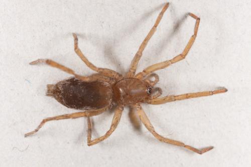 Drassodes sp.