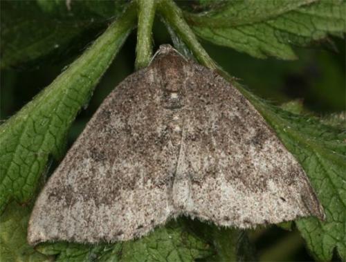 Aleucis distinctata