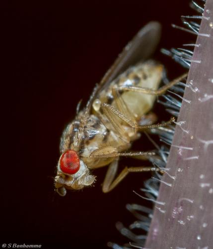 Drosophila busckii