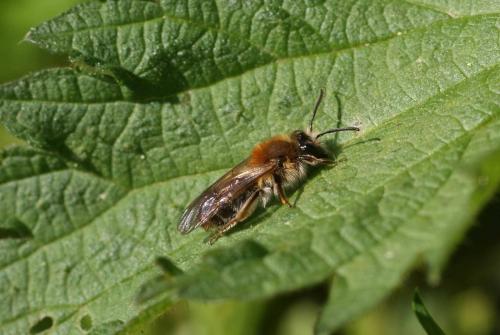 Andrena sp.