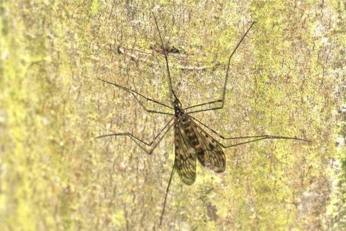 Réf. 99 798 : Limonia nubeculosa