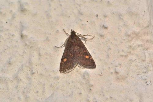 Réf. 99 936 : Pyrausta aurata
