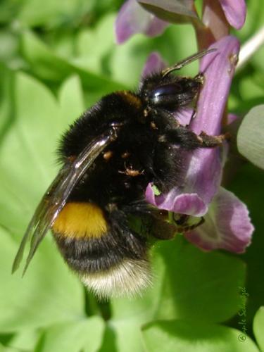 Bombus sp.