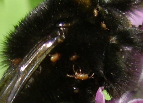 Réf. 99 346 : Bombus sp.