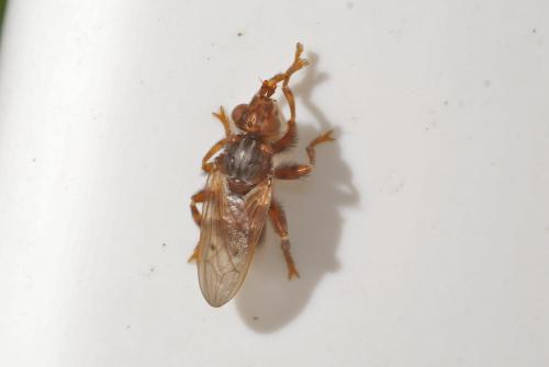 Myopa sp.