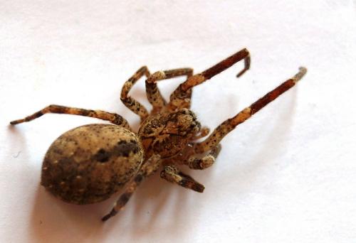 Zoropsis spinimana