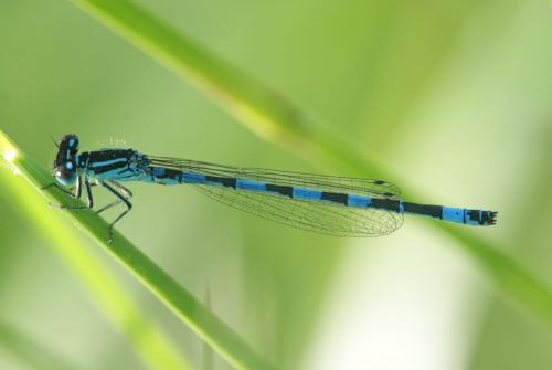 Réf. 99 589 : Coenagrion mercuriale