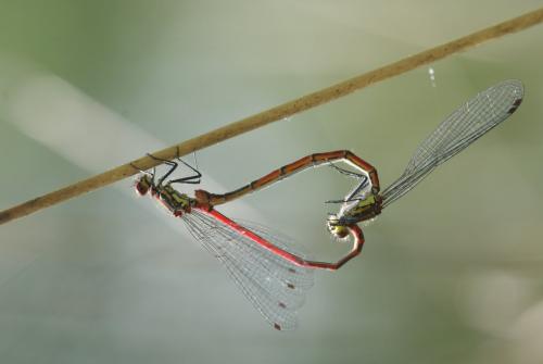 Pyrrhosoma nymphula