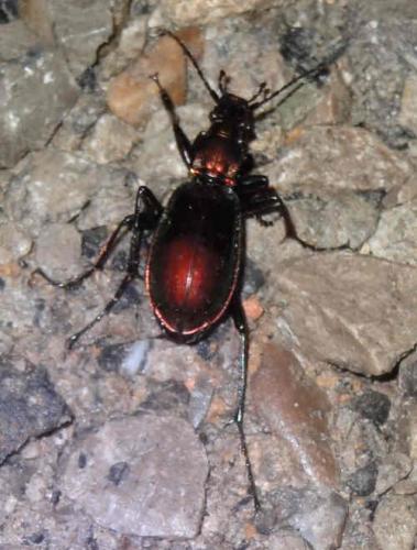 Carabus splendens
