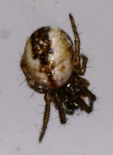 Mangora acalypha