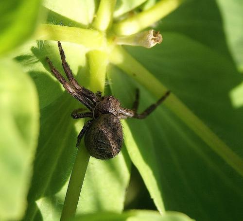 Xysticus sp.
