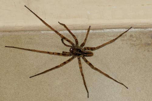 Ctenus pergulanus