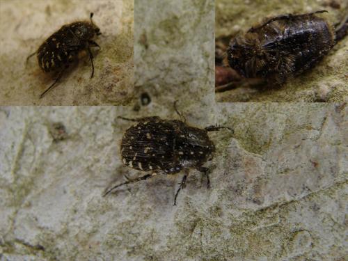 Oxythyrea funesta