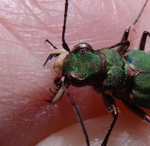 Cicindela campestris