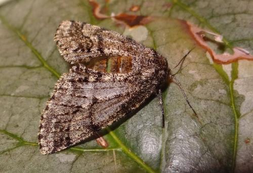 Réf. 99 247 : Lycia hirtaria