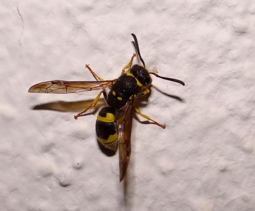 Ancistrocerus sp.