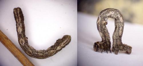 Peribatodes sp.