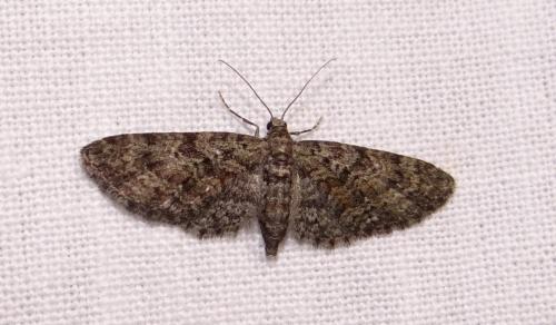 Eupithecia cocciferata