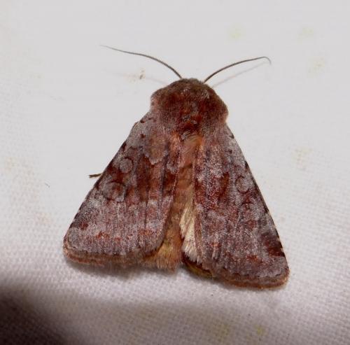 Réf. 99 454 : Cerastis rubricosa