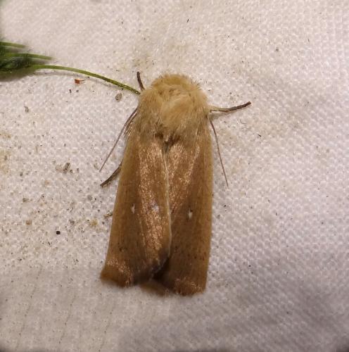 Mythimna sicula