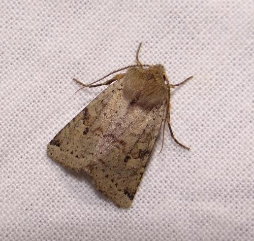 Xanthia ruticilla