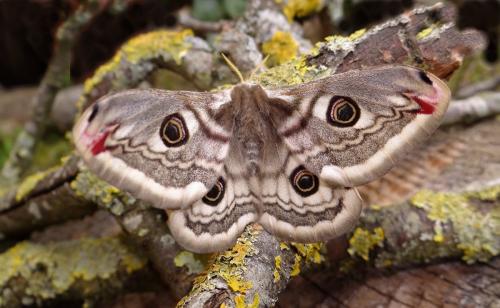 Réf. 99 456 : Saturnia pavonia