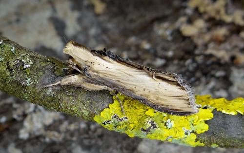 Réf. 99 490 : Cucullia scrophulariae