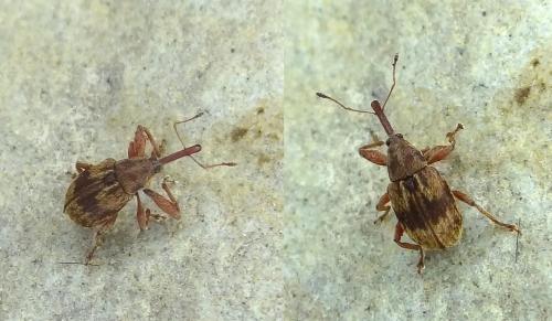 Réf. 99 668 : Anthonomus rectirostris