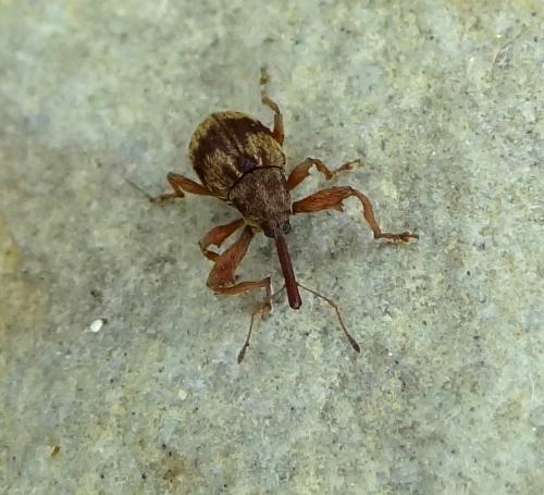 Réf. 99 709 : Anthonomus rectirostris