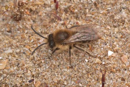 Colletes cunicularius