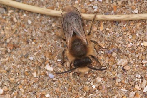 Réf. 99 073 : Colletes cunicularius