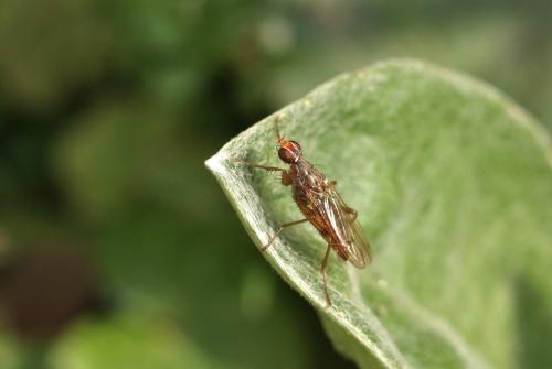 Réf. 99 080 : Norellia sp.