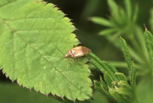 Lygus sp.