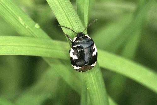 Réf. 99 302 : Tritomegas bicolor