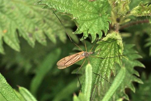 Tipula sp.