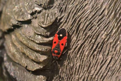 Melanocoryphus albomaculatus