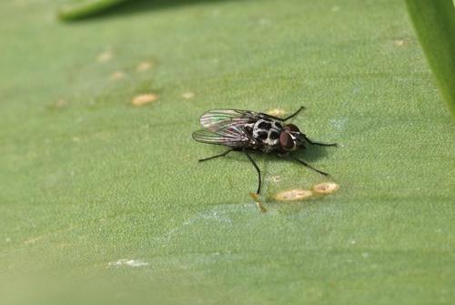 Anthomyia pluvialis