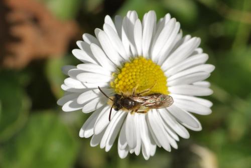 Réf. 99 638 : Andrena dorsata