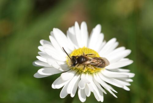 Andrena dorsata