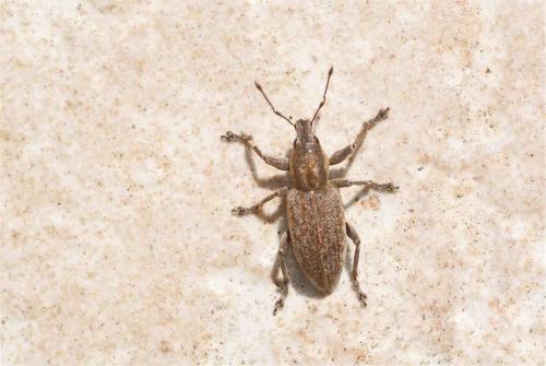Réf. 99 563 : Tanymecus palliatus